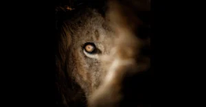 The Art of the Slow Safari: Planning Your Safari